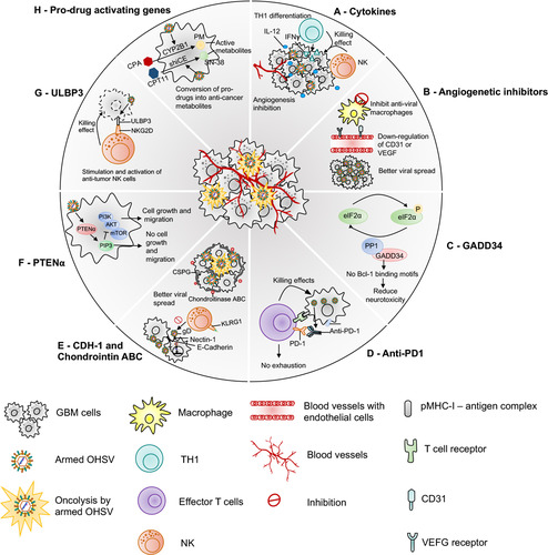 Figure 2 Armed oHSVs for GBM treatment. This figure represents different transgene variants that are inserted in the oHSV genome to enhance the anti-tumor efficacy of oHSV. (A) oHSV armed with cytokine such as IL-12, which induces Th1 differentiation, stimulates growth and cytotoxicity of NKs, increases IFN-γ production, and inhibits angiogenesis. (B) oHSV armed with angiogenic inhibitors decrease tumor vascularity (CD31+ vessels) or VEGF, inhibit anti-viral macrophages, and increase viral spread. (C) oHSV can be engineered to replace one copy of γ34.5 with GADD34. GADD34 binds to PP1 and promotes eIF-2α dephosphorylation - a function that corresponds to γ34.5 in HSV. Since GADD34 does not possess beclin-1-binding motifs of γ34.5, it does not produce neurotoxicity as wild-type HSV containing both copies of γ34.5. (D) Localized expression of anti-PD-1 by an oHSV inhibits PD-1/PD-L1 engagement, prevents T cell exhaustion and unleashes anti-tumor immunity. (E) oHSV can be armed with CDH-1 gene, which encodes for E-cadherin – an adhesion molecule and a ligand for an inhibitory receptor expressed on NK cells (KLRG1). E-cadherin can cooperate with nectin-1 and promote cell-to-cell adherent junctions and enhance cell-to-cell oHSV spread. Another strategy to increase viral spread is to create an oHSV that expresses chondroitinase ABC, which removes side chain of CSPG, prevents extracellular space tortuosity, and thus, facilitates viral spread. (F) PTENα expressed by an oHSV metabolizes PIP3 prevents activation of the PI3K/AKT/mTOR signaling pathway and inhibits tumor growth and migration. (G) oHSV armed with ULBP3 enhances anti-tumor immunity. ULBP3 is a ligand for NKG2D. ULBP3-NKG2D interaction augments the anti-tumor activity of NK cells. (H) oHSV can be armed with pro-drug activating genes such as CYP2B1 (which converts CPA to PM) and shiCE (which converts CPT11 to SN-38) to enhance the conversion of these pro-drugs into their anti-cancer active metabolites.