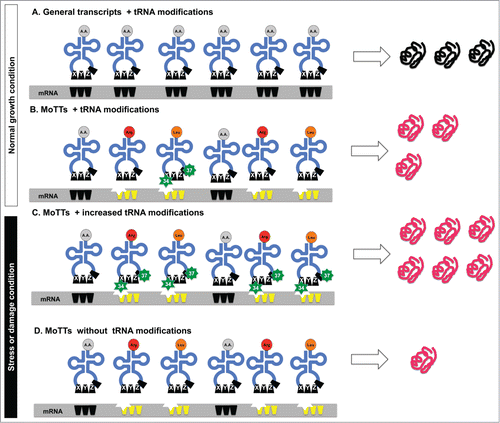 Figure 4. Model for the regulation of MoTTs and ordinary transcripts under normal and stress conditions. Different stress conditions promote reprogramming of tRNA modifications that affects regular transcripts and MoTTs differentially. Under normal conditions, both (A) regular transcripts that are not codon biased and (B) MoTTs are efficiently translated. However, in response to stress-induced reprogramming of tRNA modifications, (C) MoTTs have their translation stimulated because the codon-bias (represented as indented stars) can be decoded by the stress-specific ASL modifications (green stars). In the absence of modified tRNA (D), MoTTs are poorly translated and this leads to decreased levels of stress response proteins and sensitivity to the stress.