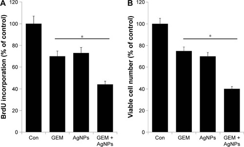 Figure 5 The effect of combined treatment with GEM and AgNPs on proliferation of human ovarian cancer cells.Notes: (A) The effect on cell proliferation was observed by measuring the incorporation of BrdU after a 24-h incubation with GEM (50 nM), AgNPs (50 nM), or a combination of GEM (50 nM) and AgNPs (50 nM). (B) The effect on cell proliferation was observed using the trypan blue exclusion assay after a 24-h incubation with GEM (50 nM), AgNPs (50 nM), or a combination of GEM (50 nM) and AgNPs (50 nM). The results are expressed as the mean ± standard deviation of three independent experiments. Differences between the treated and control groups were measured using Student’s t-test. Statistically significant differences between the treated and control group are indicated by (*P<0.05).Abbreviations: AgNP, silver nanopaeticle; Con, control; GEM, gemcitabine.