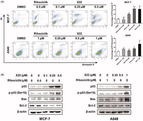 Figure 5. X22 induced cell apoptosis in breast and lung cancer cells. (A) Cells were seeded in six-well plates and treated with the indicated concentrations of X22 or ribociclib for 48 h. Cells were then stained with the AnnexinV-FITC Apoptosis Detection Kit, followed by flow cytometry analysis. Quantitative data are expressed as mean ± SD of the percentages of apoptotic cells from three independent experiments. (B) Expressions of p53, phospho-p53 (Ser15), Bax, Bcl-2 in MCF-7 and A549 cells were detected by western blotting after the treatment with the indicated concentrations of ribociclib or X22 for 48 h. *p < 0.05 versus DMSO; **p < 0.01 versus DMSO; ***p < 0.001 versus DMSO.