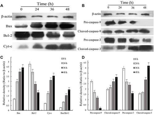 Figure 7 Expression of apoptosis-related proteins in HepG2 cells exposed to SMC for 0, 24, 36, and 48 h measured by Western blotting. (A) Expressions levels of β-actin, Bax, Bcl2 and CytC; (B) expression ratios of Bax, Bcl2, and CytC to β-actin and Bax/Bcl2; (C) expression levels of β-actin, pro/cleaved caspase 9 and pro/cleaved caspase 3; (D) expression ratios of pro/cleaved caspase 9 and pro/cleaved caspase 3 to β-actin.