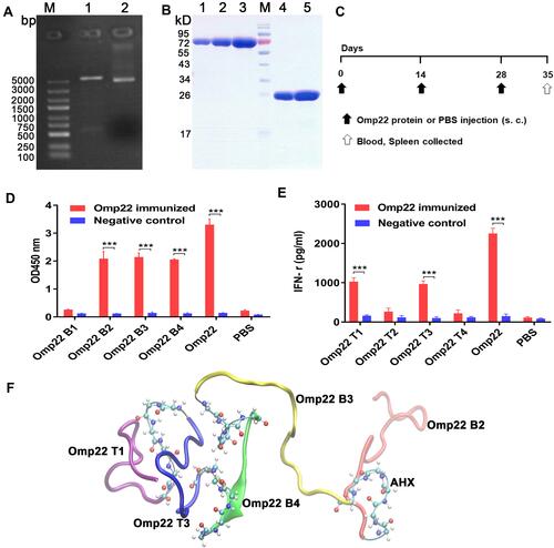 Figure 1 Epitope prediction and design of the multiepitope peptide rOmp22. In all studies, ***P < 0.001.