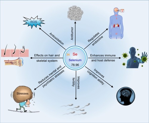 Figure 1 Schematic diagram outlining the principal effects of selenium on the physiological system.