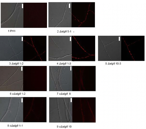 Figure S4. Lipid droplet formation in the aerial mycelium growing on cover glasses after 4 d. Stain = HCS LipidTOX Red. DIC image (left) showing the mycelium and right the corresponding section seen by fluorescence mycroscopy. The fluorescence images were exposed the same length of time and the resulting digital images treated in exactly the same way. Size bars = 20 μm. For explanation of the strains see Table S1.