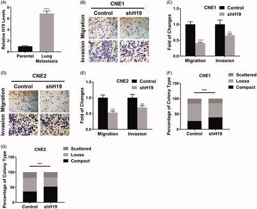 Figure 3. LncRNA H19 promotes migration and invasion in nasopharyngeal carcinoma cells. (A) The H19 levels in parental or lung-metastatic CNE1 cells were determined by qPCR. (B) Transwell migration and invasion assay of CNE1 cells transfected with H19 shRNA. (C) The statistical results of transwell migration and invasion assay in CNE1 cells. (D) Transwell migration and invasion assay of CNE2 cells transfected with H19 shRNA. (E) The statistical results of transwell migration and invasion assay in CNE2 cells. (F) Scattering colony formation assay of CNE1 cells transfected with shH19 or vector. (G) Scattering colony formation assay of CNE2 cells transfected with shH19 or vector. Data are mean + SD. **p < .01 and ***p < .001.