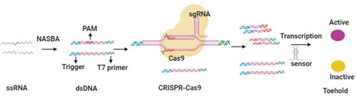 Figure 1. Schematic depiction of NASBACC detection. RNA extracted from viruses is amplified into dsDNA by NASBA reaction. When CRISPR-Cas9 cleaves the dsDNA, RNA product transcribed from the cleaved dsDNA can not activate the toehold switch sensor due to the lack of sensor trigger sequence. Otherwise, the toehold switch sensor is activated to initiate LacZ expression, which induces the color change of substrates