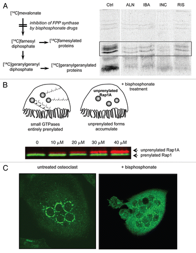 Figure 2 Bisphosphonate drugs inhibit the prenylation of small GTPases. (A) Inhibition of protein prenylation by nitrogen-containing bisphosphonates can be demonstrated in vitro by culturing cells with [14C]mevalonate, which becomes incorporated into 14C-labeled, prenylated proteins. Radiolabelled, prenylated proteins (21–26 kD, boxed region) can then be detected by autoradiography following electrophoretic separation. Treatment with the bisphosphonate drugs alendronate (ALN), ibandronate (IBA), incadronate (INC) and risedronate (RIS) clearly inhibits prenylation compared with control (Ctrl) cells. Reproduced from Luckman et al.Citation14 with permission of the American Society for Bone and Mineral Research. (B) Inhibition of protein prenylation by bisphosphonate drugs results in the accumulation of the unprenylated form of small GTPases in osteoclasts. The accumulation of unprenylated Rap1A (red) can be determined by protein gel blotting, for example after treatment of cultured cells with ≥10 µM zoledronate (image kindly provided by Gemma Shay). The unprenylated form (red) is of higher molecular mass than the prenylated form (green) due to lack of cleavage of the terminal tripepetide. (C) Inhibition of protein prenylation by bisphosphonate drugs alters the subcellular distribution of small GTPases such as Rab6. Multinucleated osteoclasts were immunostained for Rab6, which localizes to the perinuclear golgi in the untreated osteoclast (left) but has a cytosolic distribution in the osteoclast treated for 48 h with the bisphosphonate risedronate (right).