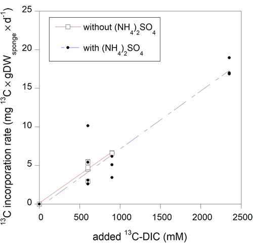 Figure 3. Relation between sponge tissue fixation of 13C-DIC and 13C-DIC concentration with and without added ammonium sulfate. Linear regression lines are shown.