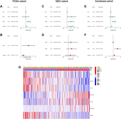 Figure 6 Independent predictive value of the risk scores. (A) Univariate analysis for TCGA cohort. (B) Multivariate analysis for TCGA cohort. (C) Univariate analysis for GEO cohort. (D) Multivariate analysis for GEO cohort. (E) Univariate analysis for the combined cohort. (F) Multivariate analysis for the combined cohort. (G) The heatmap (blue: low expression; red: high expression) for the connections between clinicopathologic features and the risk groups.