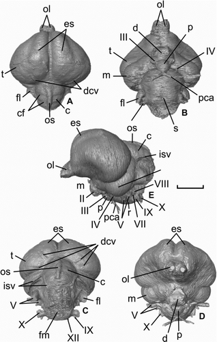 Figure 3 Virtual endocranial cast of Halcyornis toliapicus (NHMUK A130) in A, dorsal; B, ventral; C, caudal; D, rostral; E, left lateral views. See text for list of abbreviations. Scale bar = 5 mm.