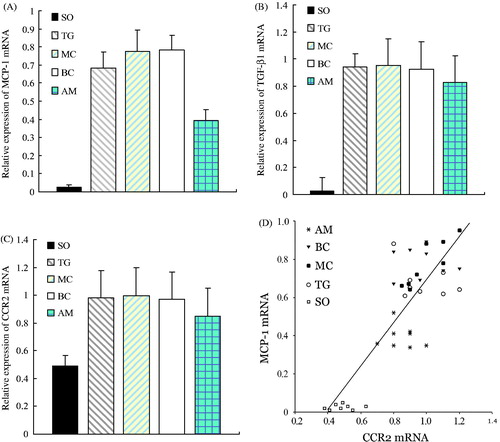 Figure 7. Comparison of mRNA expression of MCP-1, TGF-β1, and CCR2 among different groups and the correlation between mRNA levels of MCP-1 and CCR2. Panels A–C represent the alteration of mRNA expression of MCP-1, TGF-β1, and CCR2 in each experimental group, respectively. Results represent the mean ± SD of measurements from eight animals per group. All measurements in the TG, MC, BC, and AM groups were significantly (p < 0.05) higher than those at the corresponding time point in the SO group. All measurements in the TG, MC, and BC groups were significantly (p < 0.05) higher than those at the corresponding time point in the AM group. Panel D shows the correlation between mRNA expression of MCP-1 and CCR2, illustrating a parallel increase in both levels. Groups: SO, sham-operation; TG, Thy-1 glomerulonephritis; MC, non-transfected normal rat mesangial cell; BC, pLXSN empty vector or blank control; AM, antisense MCP-1 transfection.