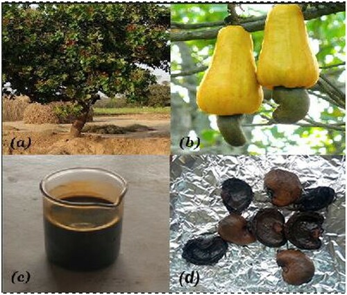 Figure 1. (a) Cashew tree (b) cashew fruit (c) CNSL and (d) cashew nutshell.