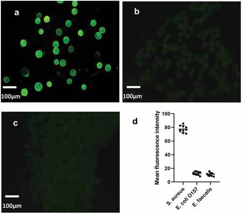Figure 5. The specificity verification of microfluidic chip. The fluorescence intensity of the control group was compared with that of the experimental group. (a) was fluorescent-staining results of S. aureus, (b) was fluorescent-staining results of Escherichia coli O157: H7, (c) was fluorescent-staining results of Enterococcus faecalis. (d) The average fluorescence density of the three kinds of bacteria