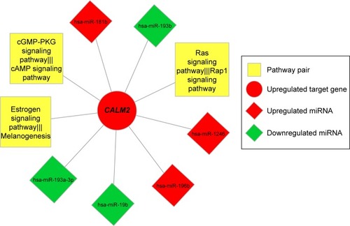 Figure 6 Interactive nodes of risk gene CALM2 in the integrated network of miRNA–risk gene–pathway pair.