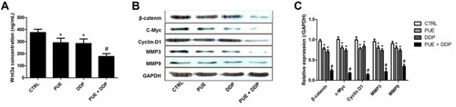 Figure 4 Evaluation of the underlying mechanisms of PUE enhances the effect of DDP on inhibition of A549/DDP cell growth, proliferation, and migration. (A) Determination of the levels of Wnt3a in A549/DDP cells by ELISA test after treated by various strategies. Qualitative (B) and quantitative (C) evaluation of the Wnt/β-catenin-related proteins, including β-catenin, c-Myc, Cyclin D1, MMP3, and MMP9, in A549/DDP cells after treatment by Western blot assay. *p < 0.05, compared with controls. #p < 0.05 compared with the cells only treated by DDP.