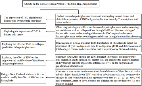 Figure 1 The experimental process.