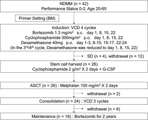 Figure 1. Scheme of the protocol. NDMM: newly diagnosed multiple myeloma, BM: bone marrow, VCD: bortezomib-cyclophosphamide-dexamethasone, s.c.: subcutaneous, p.o.: per os, SD: stable disease, G-CSF: granulocyte colony-stimulating factor, ASCT: autologous stem cell transplantation.