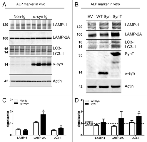 Figure 4. Expression levels of LAMP-1/2A and LC3-II in α-synuclein transfected H4 cells and in α-synuclein transgenic mice. Representative western blots and intensity quantification of ALP marker normalized to actin are shown for in vivo (4 animals/group, A and C) and in vitro (5 independent experiments, B and D). Quantification of ALP marker expression in α-synuclein transgenic animals revealed significant increased LAMP-2A and LC3-II levels compared with non-transgenic littermates (C). LC3-II levels were also increased in the SynT-aggregation model (SynT) compared with WT-Syn control transfected H4 cells (WT-Syn, D). LAMP-2A levels were increased, but did not reach significance (p = 0.12 compared with WT-Syn, D). ALP marker expression in α-synuclein aggregation models were either compared with nontransgenic animals or to WT-Syn transfected cells (after normalization to empty vector transfected cells). Student’s t-test, *p < 0.05.