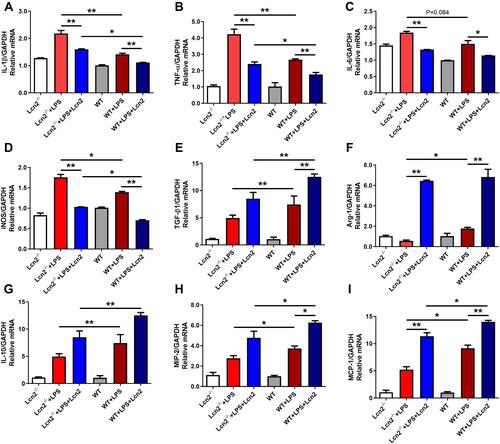 Figure 4 Lcn2 deficiency enhances the pro-inflammatory response of macrophages. (A–I) Quantitative determination of cytokines mRNA expression levels in the LPS-treated BMDMs from WT and Lcn2−/- mice. Relative mRNA expression of cytokines normalized to GAPDH rRNA as the reference genes. The mRNA expression of cytokines in WT mice was used as the control. Values were average means of triplicate experiments with two mice used for the isolation of BMDMs per genotype per experiment (n = 2). Results were expressed as means ± SEM. Statistical analysis used Wilcoxon signed-rank test. *P < 0.05, **P < 0.01.