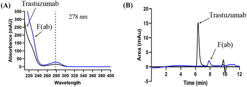 Figure 2. UV-vis scan and typical SEC-HPLC chromatograms of trastuzumab and F(ab)’. (A) UV scan of trastuzumab (100 µg/ml) and F(ab)’ (generated from 10 mg/ml trastuzumab) peaks with a DAD on SEC-HPLC, indicating suitable detection of both compounds at the wavelength of 278 nm. (B) SEC-HPLC chromatograms of 100 µg/ml trastuzumab showing a pure peak at 6.3 ± 0.1 min, and its F(ab)’ fragment (confirmed by SDS-PAGE) at 7.7 ± 0.1 min. Solvent peaks appeared after 9 min and did not interfere the detection of the interests.