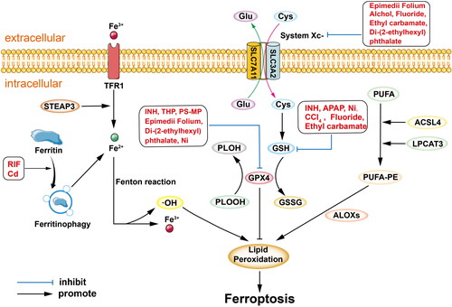 Figure 1. Graphical interpretation to chemical/drug-induced ferroptosis during liver injury. The heterodimer System Xc− (seen in cell membrane) consists of two subunits, SLC7A11 and SLC3A2. System Xc—mediated ysteine uptake enhance the synthesis of subsequent GSH. GPX4 converts GSH to GSSG to reduce PLOOH and inhibit lipid peroxidation and protect cell from ferroptosis. TFR1 uptakes Fe3+ into cells, which is then reduced to Fe2+ by STEAP3. Ferritin degenerate through ferritinophagy and release Fe2+. The Fenton reaction mediated by Fe2+ produces a large amount of •OH to reinforce lipid peroxidation. Under the catalytic intervention of ACSL4 and LPCAT3, PUFA was oxidized to PUFA-PE; under the action of ALOXs, lipid peroxidation occurs in PUFA-PE. Reactive oxygen species (ROS) overproduction and failure to eliminate lipid peroxides (LPO) are key causes of ferroptosis.