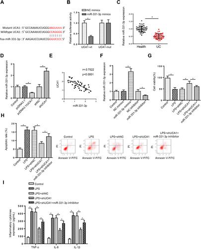 Figure 3 UCA1 inhibition improves LPS-triggered cell injury via sponging miR-331-3p. (A) StarBase website was used to predict the binding site between UCA1 and miR-331-3p. (B) Luciferase reporter assay showed luciferase activity of UCA1-wt or UCA1-mut in FHCs transfected with NC mimics or miR-331-3p mimics. (C) RT-qPCR showed the relative miR-331-3p expression in colonic mucosa tissues of UC patients compared with healthy controls. (D) RT-qPCR showed the relative miR-331-3p expression in FHCs transfection with pcDNA3.1, pcDNA3.1/UCA1, shNC or shUCA1. (E) Pearson’s correlation analysis showed the correlation between miR-331-3p and UCA1 in colonic mucosa tissues of UC patients. (F) RT-qPCR showed the relative miR-331-3p expression in FHCs transfected with NC mimics or miR-331-3p mimics and NC inhibitor or miR-331-3p inhibitor. (G–I) CCK-8, flow cytometry and ELISA were used to analyze the viability, apoptosis and inflammatory cytokines levels IL-1β, IL-6 and TNF-α of FHCs stimulated by LPS, LPS+shNC, LPS+shUCA1, and LPS+shUCA1+miR-331-3p inhibitor. *p<0.05.