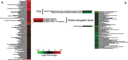 Figure 2. K-means clustering representation of 171 profiles of Streptococcus suis with up-regulations (a) and down-regulations (b). The magnitude of the percentage is represented by a color scale (top right) going from low (green) to high (red).