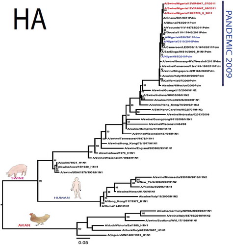 Figure 1. Phylogenetic tree of H1N1pdm09 influenza A virus (A/swine/Nigeria/12VIR4047/2011) isolated in Nigeria (HA, NA, MA, PB1, PB2, PA, NS and NP genes). In red colour are swine isolates from Nigeria while blue colour represents human isolates from Nigeria.