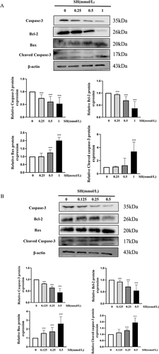 Figure 7 SH strongly regulated the apoptosis-related protein expression. Caspase 3, Cleaved caspase-3, Bax and Bcl-2 in (A) Jurkat T and (B) Ramos B cells were quantified by Western blot. The values represent the mean ± SEM (n = 3). ***p < 0.001 vs control group.