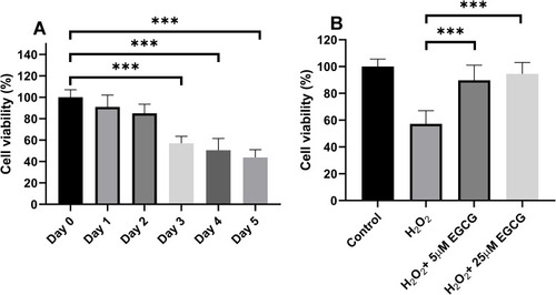 Figure 2 The effect of EGCG of cell viability in H2O2 treatment-induced NPCs. (A) NPCs cell viability treated by H2O2 from Day 0 to Day 5. (B) EGCG in 5 μM and 25 μM treatment for the NPCs treated by H2O2. ***P < 0.001.