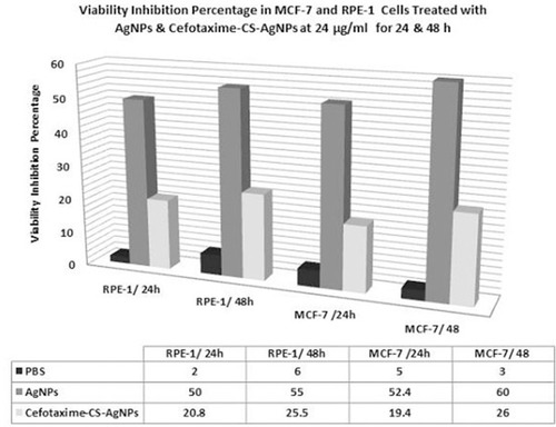 Figure 4 Histogram represents the effect of CS-AgNPs and Cefotaxime-CS-AgNPs treatments at 24 µg/mL for 24 and 48 hrs on viability inhibition percentage in MCF-7 and RPE-1 cells.