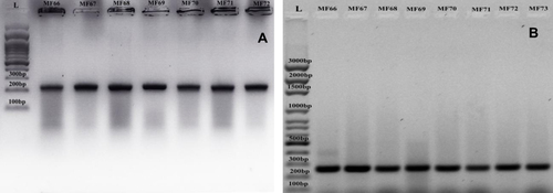 Figure 2 (A) PCR amplicons of the gyrA gene; (B) PCR amplicons of the parC gene. lanes MF66 to MF72 represent the isolate numbers.