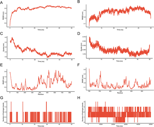 Figure 5 Results of MD simulation analysis. (A) RMSD diagram of protein HIF1A backbone atoms during MD simulations. (B) RMSD diagram of protein EGFR backbone atoms during MD simulations. (C) Gyration radius diagram of the protein HIF1A during MD simulation. (D) Gyration radius diagram of the protein EGFR during MD simulation. (E) RMSF diagram of protein HIF1A residues during MD simulation. (F) RMSF diagram of protein EGFR residues during MD simulation. (G) Number of hydrogen bonds in small molecule diosgenin binding HIF1A protein during MD simulation. (H) Number of hydrogen bonds in small molecule luteolin binding protein EGFR during MD simulation.