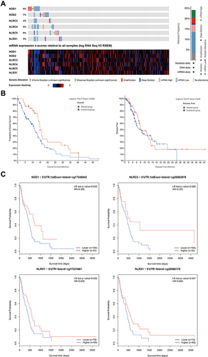 Figure 2 Analysis of NLRC alteration, methylation, and their associations with prognosis in GBM. (A) Summary plot displaying alterations of NLRC family in 141 GBM patients/samples. (B) Altered NLRC significantly linked to poor prognosis. (C) The Product-limit Estimate survival of the promoter methylation of NLRC family.