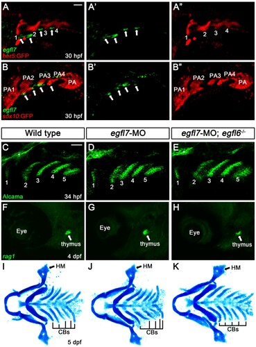 Figure 4. Expression of egfl7 in the pharyngeal region. (A, B) Fluorescence in situ hybridization of egfl7 (green) in conjunction with the GFP immunohistochemistry (red) in wild-type animals at 30 hpf. (A) egfl7 is expressed segmentally in small patches (arrows) adjacent to her5-positive pouches (1-4). (B) egfl7 expressing small patches (arrows) are located at the ventral tip of sox10-positive pharyngeal arches (PA2-4) but rarely overlapped with PAs. (C-E) Alcama immunohistochemistry (green) labels five pouches (1-5) in wild-type (n = 92), egfl7-MO (n = 80), and egfl7-MO-injected egfl6 mutant (n = 21) embryos at 34 hpf. Sensory ganglia are indicated with asterisks. (F-H) At 4 dpf, rag1 expression (green) in the thymus is normal in wild-type (n = 74), egfl7-MO (n = 76), and egfl7-MO-injected egfl6 mutant (n = 14) zebrafish. (I-K) Facial cartilages, including the HM and CBs, are normal in wild-type (n = 105), egfl7-MO (n = 84), and egfl7-MO-injected egfl6 mutant (n = 19) animals at 5 dpf. Scale bar: 40 μm.