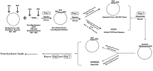 Figure 2. Schematic representation of steps involved in recombinant DNA ligation methodology.