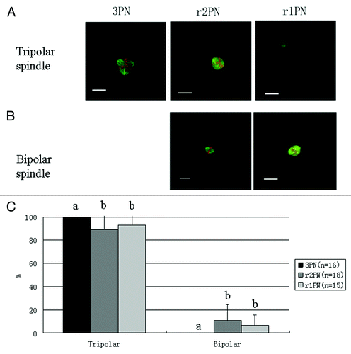 Figure 2. Representative tripolar and bipolar spindle assembly among the 3PN, r2PN and r1PN groups. (A) Tripolar spindle morphology among the three groups; (B) bipolar spindle morphology in both the r2PN and r1PN groups; (C) all of the tested zygotes in the 3PN group had a tripolar spindle assembly, whereas 88.9% (n = 18) of the tested zygotes in the r2PN group and 93.3% (n = 15) of the tested zygotes in the r1PN group had a tripolar spindle assembly.