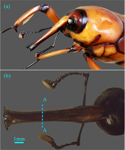 Figure 1. (a) Lateral habitus photograph of the Cyrtotrachelus longimanus, (b) lateral view of head of specimen; dashed line indicates approximate location of transverse plane used for SEM.