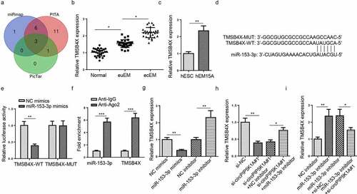 Figure 4. CircPIP5K1A regulates TMSB4X expression in EM cells as a sponge for miR-153-3p. (a) The target genes of miR-153-3p were predicted by 3 databases (miRmap, PITA, and PicTar). (b) Relative mRNA levels of TMSB4X in normal, euEM and ecEM tissues by RT-qPCR (n = 28). (c) Relative mRNA levels of TMSB4X in hESC cells and hEM15A cells by RT-qPCR. (d) The molecular binding site of miR-153-3p and TMSB4X-WT or TMSB4X-MUT. (e) Dual-luciferase reporter assays confirmed the combination between miR-153-3p and TMSB4X. (f) The interaction between miR-153-3p and TMSB4X was further confirmed by RIP assay. (g) MSB4X mRNA expression was evaluated by RT-qPCR in hEM15A cells respectively transfected with NC mimics, miR-153-3p mimics, NC inhibitor, miR-153-3p inhibitor. (h) TMSB4X mRNA expression was evaluated by RT-qPCR in hEM15A cells respectively transfected with si-NC, si-circPIP5K1A#1, si-circPIP5K1A#1+ NC inhibitor, or si-circPIP5K1A#1+ miR-153-3p inhibitor. (i) TMSB4X mRNA expression was evaluated by RT-qPCR in hEM15A cells respectively transfected with NC inhibitor, miR-153-3p inhibitor, miR-153-3p inhibitor+si-NC, or miR-153-3p inhibitor+si-circPIP5K1A#1. Data are shown as mean ± SD; *P < 0.05, **P < 0.01