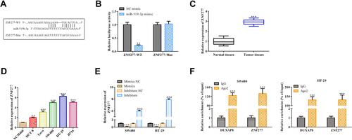 Figure 6 miR-519b-3p targets ZNF277 in colorectal cancer. (A) Conservation of miR-519b-3p in the binding site of ZNF277 was predicted. (B) Relative luciferase activity was performed by dual-luciferase reporter assay. **P < 0.01 vs ZNF277 WT + Mimics NC group. (C) RT-qPCR analysis of ZNF277 expression level in colorectal cancer tissues and adjacent non-cancer tissues. ***P < 0.001 vs normal tissues group. (D) RT-qPCR analysis of the expression level of ZNF277 in colorectal cancer cell lines. **P < 0.01, ***P < 0.001 vs NCM460 group. (E) RT-qPCR analysis of the expression level of ZNF277 in SW480 and HT-29 colorectal cancer cells. ***P < 0.001 vs Mimics NC group. ###P < 0.001 vs Inhibitors NC group. (F) The RIP assays was testified for illustrating the direct binding function of DUXAP8 and ZNF277. ***P < 0.001 vs Ig G group. All results were presented as the mean ± SD from at least three separate experiments.