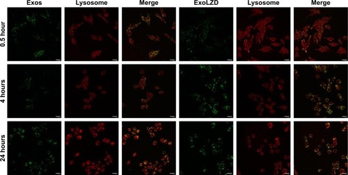 Figure 5 Intracellular pathway by which Exos or ExoLZD entered macrophages.Notes: Macrophages were incubated with DiO-labled Exos or ExoLZD (green) for 0.5, 4, or 24 hours and then with LysoTracker Red for 5 minutes before being observed by confocal microscopy. Yellow indicates the colocalization of Exos or ExoLZD and lysosomes. Scale bars: 10 µm.Abbreviations: DiO, 3,3′-dioctadecyloxacarbocyanine perchlorate; Exos, exosomes; ExoLZD, exosome-entrapped linezolid.