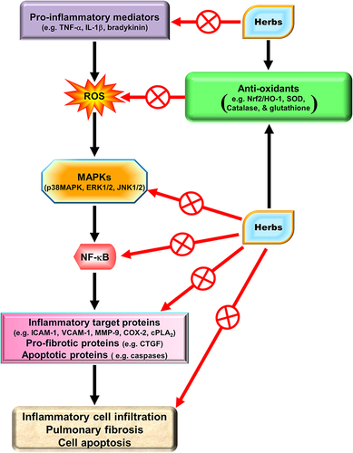 Figure 3 The anti-inflammatory, anti-fibrotic, and anti-apoptotic mechanisms of Chinese herbs in the lungs. Herbs can target individual signal molecules including ROS, MAPKs, and NF-κB as well as pro-inflammatory mediators to block the expression of pro-inflammatory proteins, pro-fibrotic proteins, and pro-apoptotic proteins.