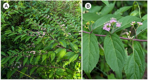 Figure 1. Callicarpa dichotoma (Lour.) K.Koch. (A) Flowering branches. (B) Close-up of flowering and fruiting branch, showing young fruits, flowers, and flower buds from left to right. Morphological features: C. dichotoma is a short deciduous shrub in the beautyberry genus Callicarpa (Lamiaceae). The branches have purplish color with stellate hairs; the leaves are simple, opposite, pubescent, ovate-oblong, acuminate at apex and cuneate at base, and serrate near the leaf tip; the cyme inflorescences are supra-axillary; the corolla is pale purple, glabrous; the stamens are exserted; and the fruits are purple.