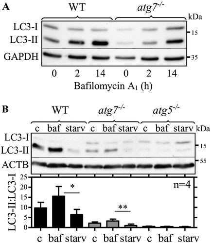 Figure 2. Lipidated LC3 accumulates in thioglycolate-elicited peritoneal atg7−/- macrophages in response to bafilomycin A1. Representative LC3 immunoblotting in WT and atg7−/- macrophages. (A) GAPDH and (B) ACTB/β-actin were used as loading controls. Cells were treated for (A) 2 h and (A and B) 14 h with bafilomycin A1 (baf), (B) starved for 1 h in PBS (starv) or left untreated (C). Bars represent mean LC3-II:LC3-I ratios (+ SD) obtained from four individual mice. One-way ANOVA with Bonferroni correction were used to calculate differences between the different treatments; * p < 0.05, ** p < 0.01