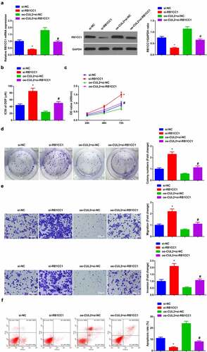 Figure 6. Refraining RB1CC1 turns around the impacts of elevated Circ-CUL2 on A549/DDP cells.