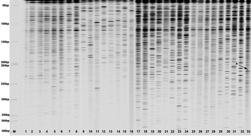 Fig. 3. AFLP pattern of 33 Verticillium dahliae DNA samples. The M line shows molecular weight standard (50–700 bp ladder, Li-Cor Biosciences). The ‘A with arrow’ stands for the unique bands from Vd33 sample coded as 1.