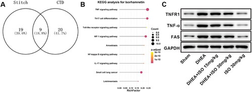 Figure 3. The proteins interacted with ISO (A), signaling pathways affected by ISO (B) and protein expression of TNFR1, TNF-α, and FAS in ovarian tissues (C).