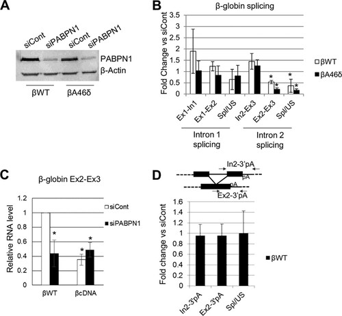 FIG 3 PABPN1 is needed for efficient polyadenylation and splicing of β-globin transcripts. (A) Western blot analysis of PABPN1 in βWT and βA46δ cells treated with control (siCont) or PABPN1-specific (siPABPN1) siRNA. β-Actin is shown as a loading control. (B) Quantitation of RT-qPCR results for analysis of β-globin splicing in βWT and βA46δ cells treated with control or PABPN1-specific siRNA. The level of each RNA species is shown as the fold change compared to the level in control siRNA-treated cells after normalization to GAPDH mRNA. (C) RT-qPCR results for Ex2-Ex3 RNA in stable βWT and βcDNA cells treated with control or PABPN1 siRNA. Values are quantitated relative to those obtained for control siRNA-transfected βWT cells after normalization to GAPDH mRNA. (D) RT-qPCR analysis of cotranscriptional exon 2 and 3 splicing in βWT cells treated with control or PABPN1-specific siRNA. The level of each RNA species is shown as the fold change compared to the level in control siRNA-treated cells after normalization to GAPDH mRNA. The diagram shows the primers used for PCR analysis. All error bars represent standard deviations for at least three biological replicates. *, P < 0.05.