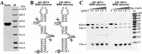 Figure 2. Cleavage at the BHB motifs in the pre-16S and pre-23S rRNA processing stems by EndA. (a) The Mpy-EndA (Mpsy_0954) was overexpressed in E. coli and the purified ~40 kDa protein was detected by SDS-PAGE. (b) Two 42-nt RNA substrates embedded with the 16S and 23S rRNA BHB motifs were synthesized and labelled with 6-FAM at 5′ ends. The cleavage sites of EndA and the predicted product lengths are indicated. (c) Denaturing urea-PAGE analysing the cleavage products of the 16S and 23S rRNA BHB substrates by increased concentrations of Mpy-EndA. The substrates of 42 nt and the cleaved products with expected lengths of 34 nt and 13 nt are indicated by arrows. The gradient protein concentrations are indicated below the grey triangles and 0.15 μM RNA substrate was used. M, low molecular weight marker (10–100 nt).