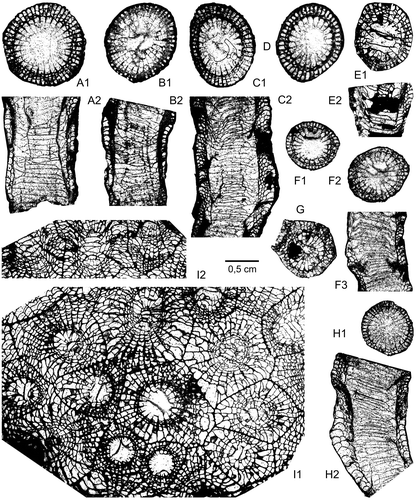 Figure 14. Frasnian rugose corals of the Kozan section. A–D. Disphyllum cf. rugosum (Wedekind, Citation1922); level PK66 D. A1–A2. LPB 19388, transverse (distal) and longitudinal sections, acetate peels. B1–B2. LPB 19387, transverse (distal) and longitudinal thin sections. C1–C2. LPB 19389, transverse (distal) and longitudinal sections, acetate peels. D. LPB 19376, transverse (distal) section, acetate peel. E–H. Disphyllum cf. curtum Hill, Citation1954; level PK66 A. E1–E2. LPB 19378, transverse and longitudinal thin sections. F1–F3. LPB 19381, transverse proximal (F1), distal (F2) and longitudinal sections, acetate peels. G. LPB 19380, transverse section, acetate peel. H1–H2. LPB 19383, transverse (proximal) and longitudinal sections, acetate peels. I1–I2. Wapitiphyllum sp.; level PK66 B. LPB 19390, transverse and oblique thin sections.